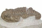 Bargain, Fossil Prochasmops Praecurrens Trilobite - Russia #363119-2
